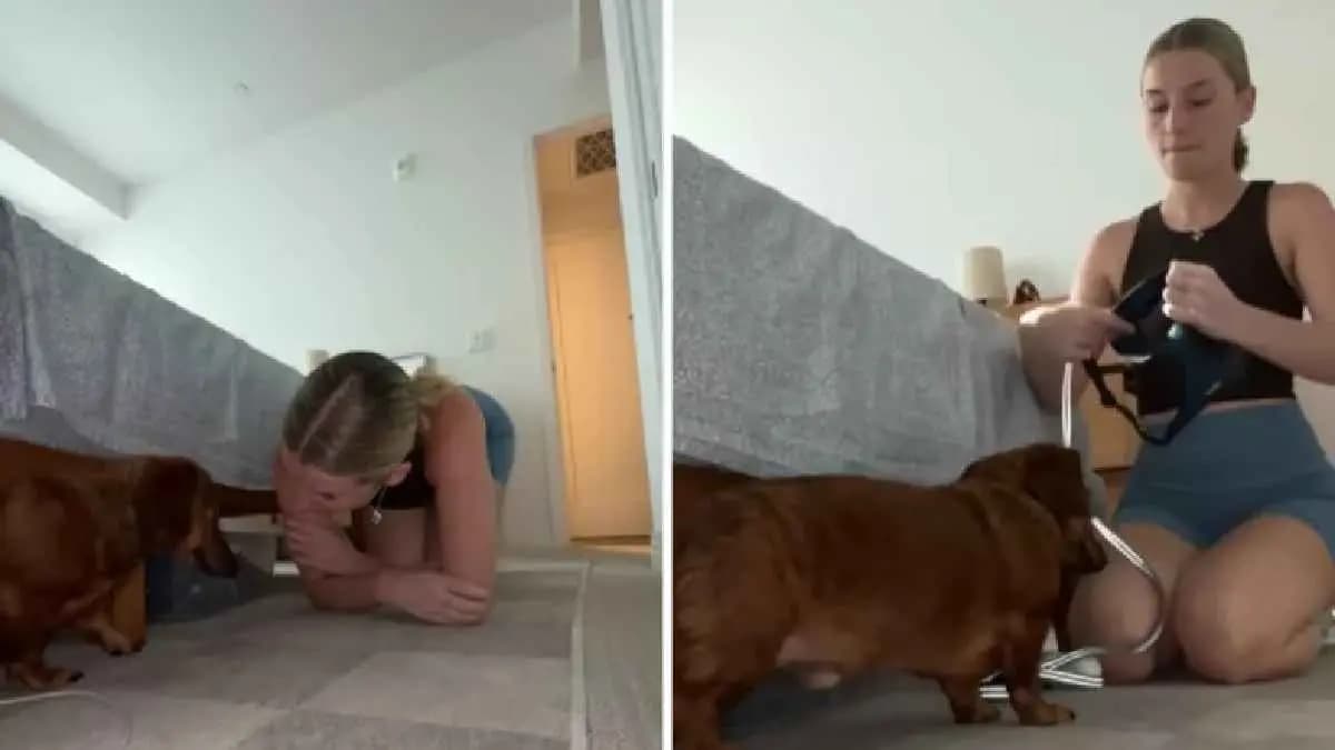 Owners Hilarious attempt to walk Dog goes Viral