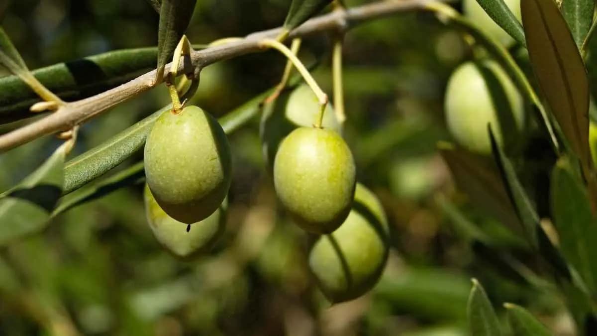 Olive has many health benefits including allergy and sneezing lif