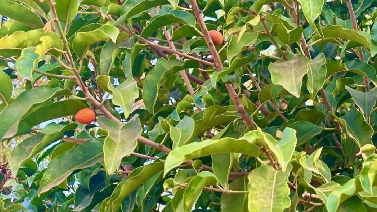 bakul tree cuts in chandannagar gnr