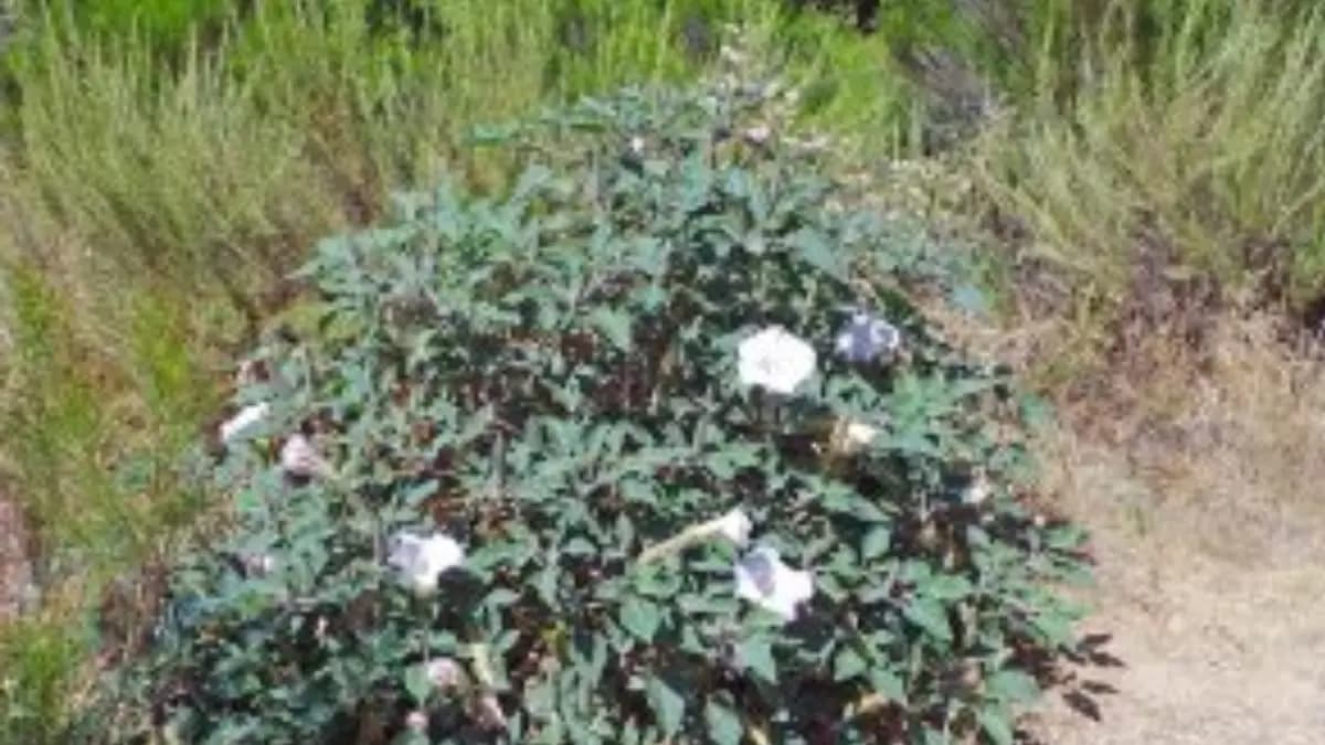 dhutra flower have many health benefits including joint pain also prevents dry cough rapidly lif