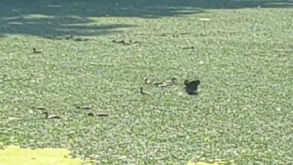 Water hyacinth in water bodies causing trouble for migratory birds gnr 