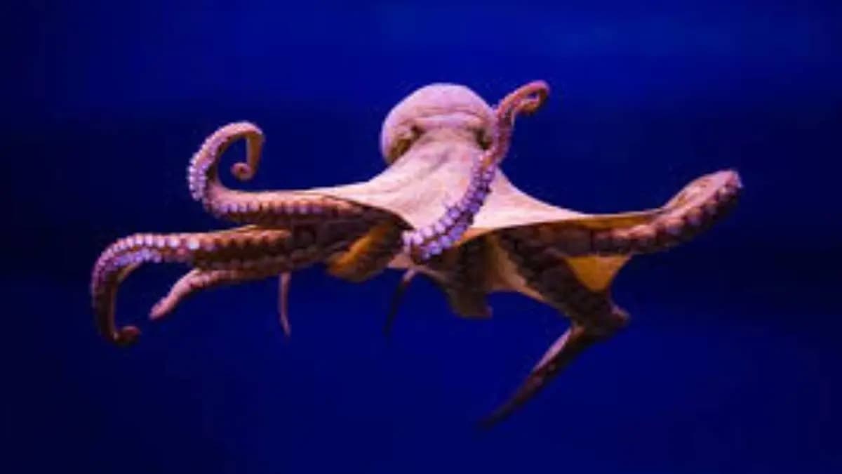 Weird behaviour of bangladeshi man with octopus gets viral