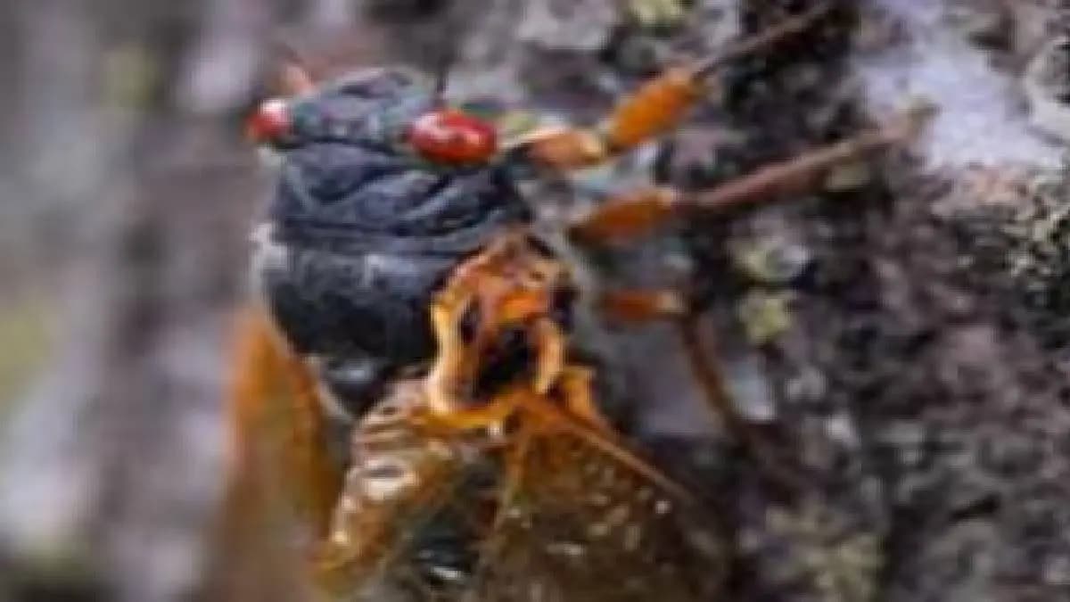 This Insect Dormant For 17 Years Will Awaken In 2025 To Impact 5 Crore Lives In USA
