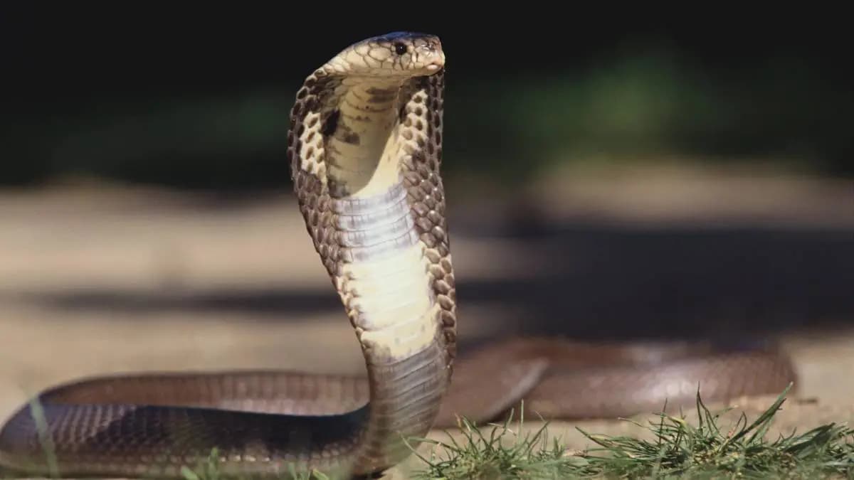 People will no longer die from snake venom AI has done a great job gnr