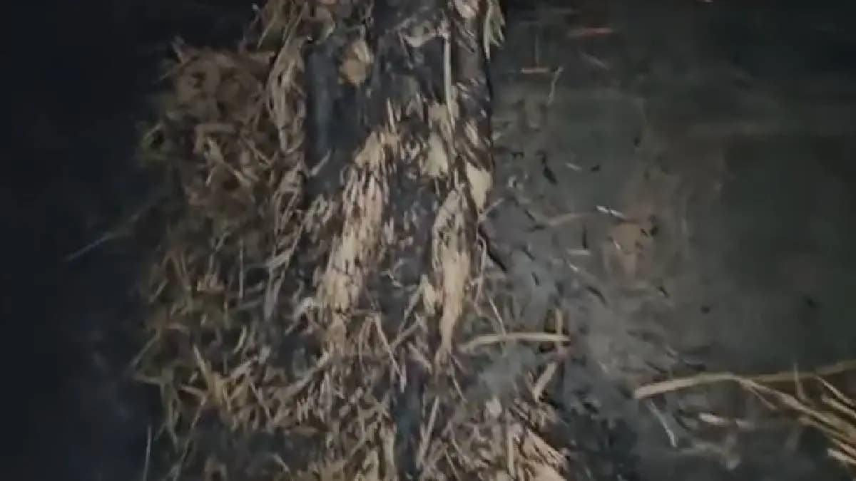 Fire at kali puja pandel in behala