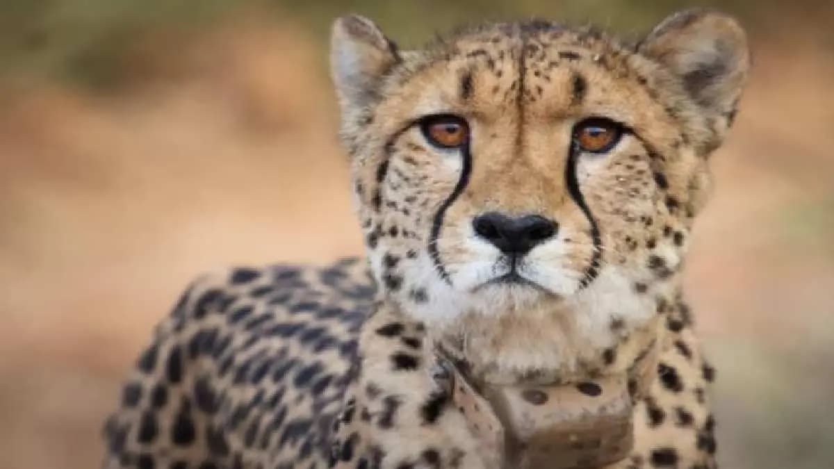 India To Bring eight Cheetahs From Botswana