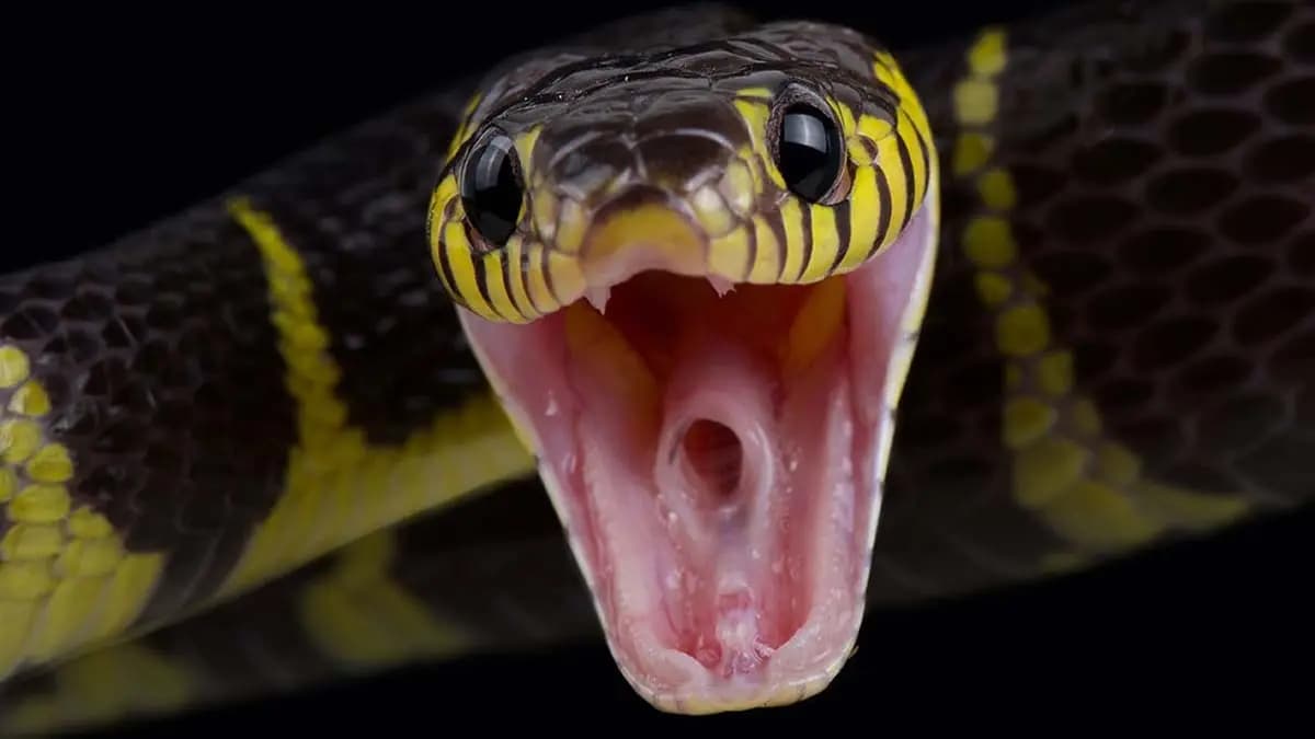 At Kanpur woman locked in room by in-laws after dowry dispute then the snake was released on her