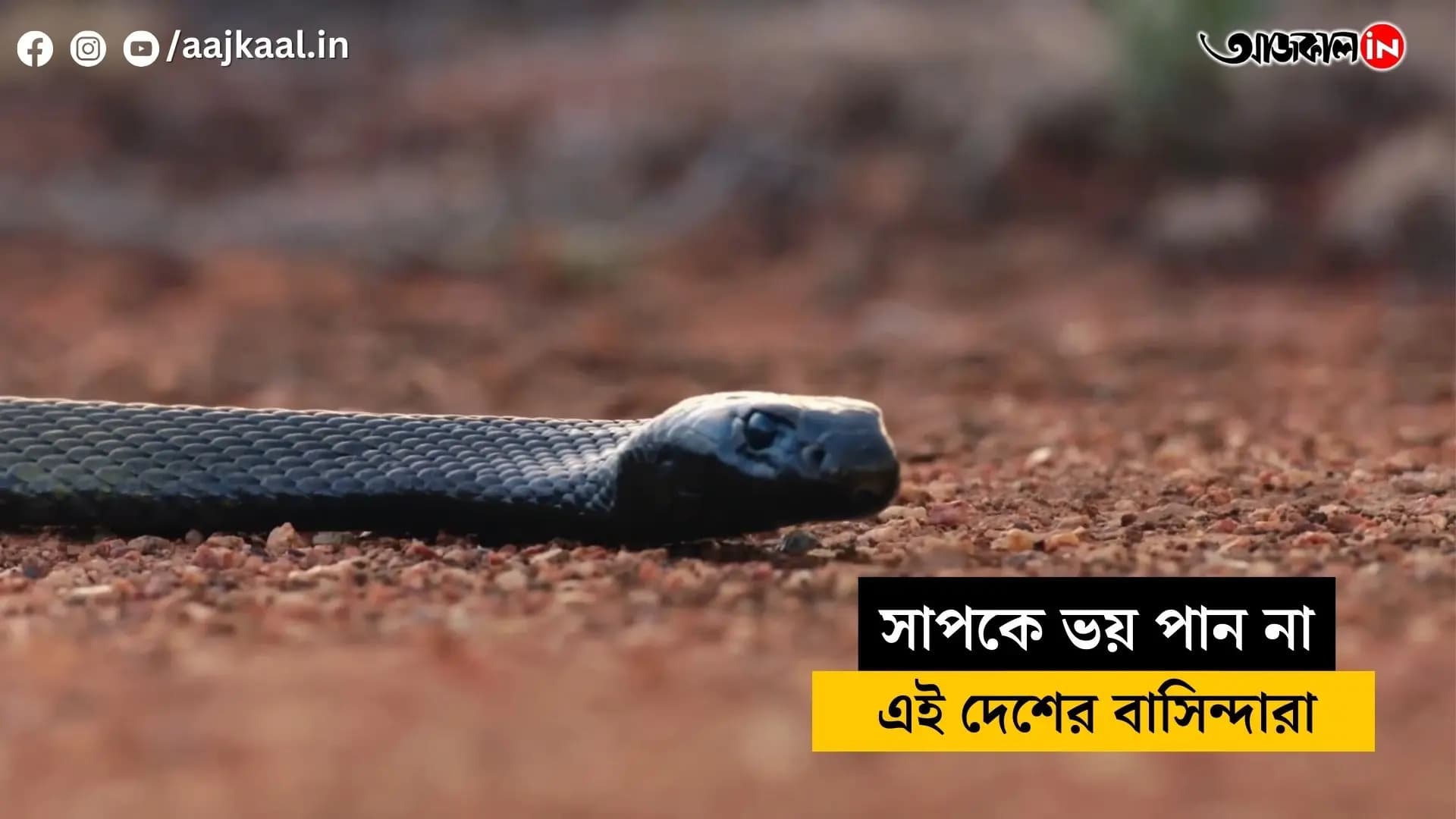Why don't the people of this country fear snakes? The mystery has been revealed vdo