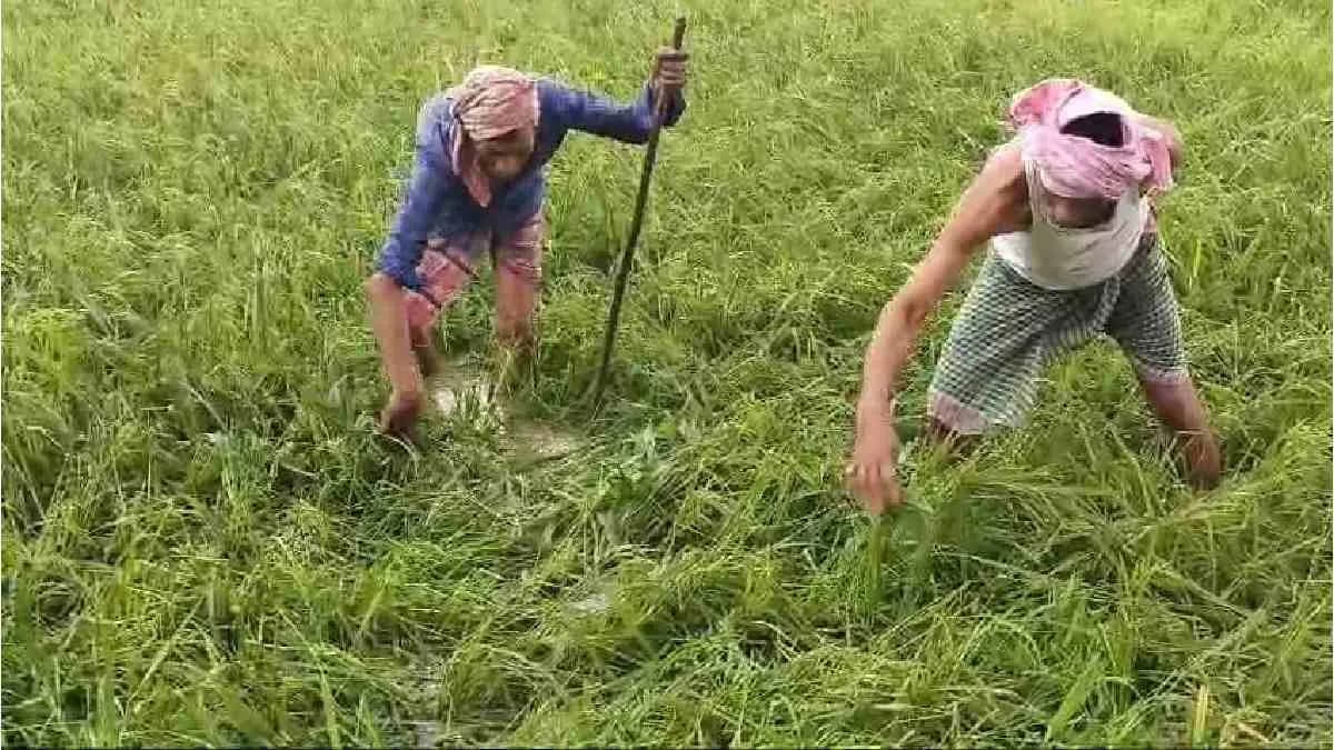 Hail storm damages paddy in the field
