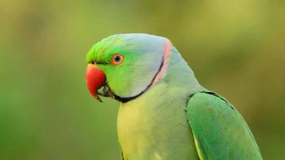 Parrot discloses mans extra marrital affair in kuwait