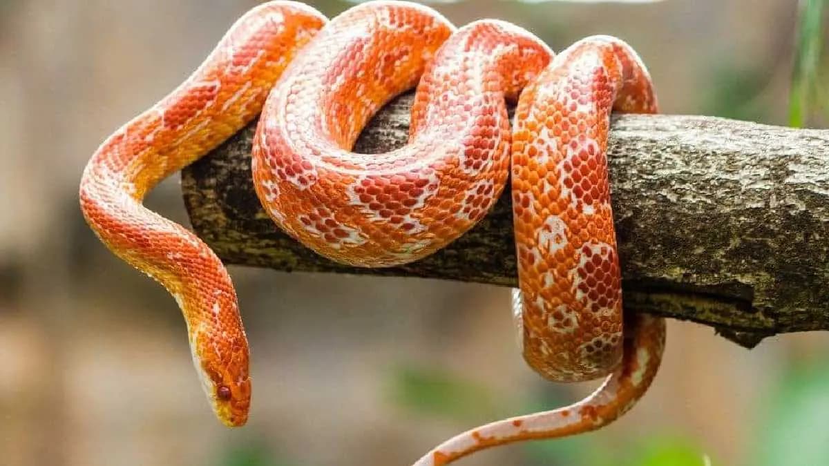 Why corn snake is the calm snake in the world gnr