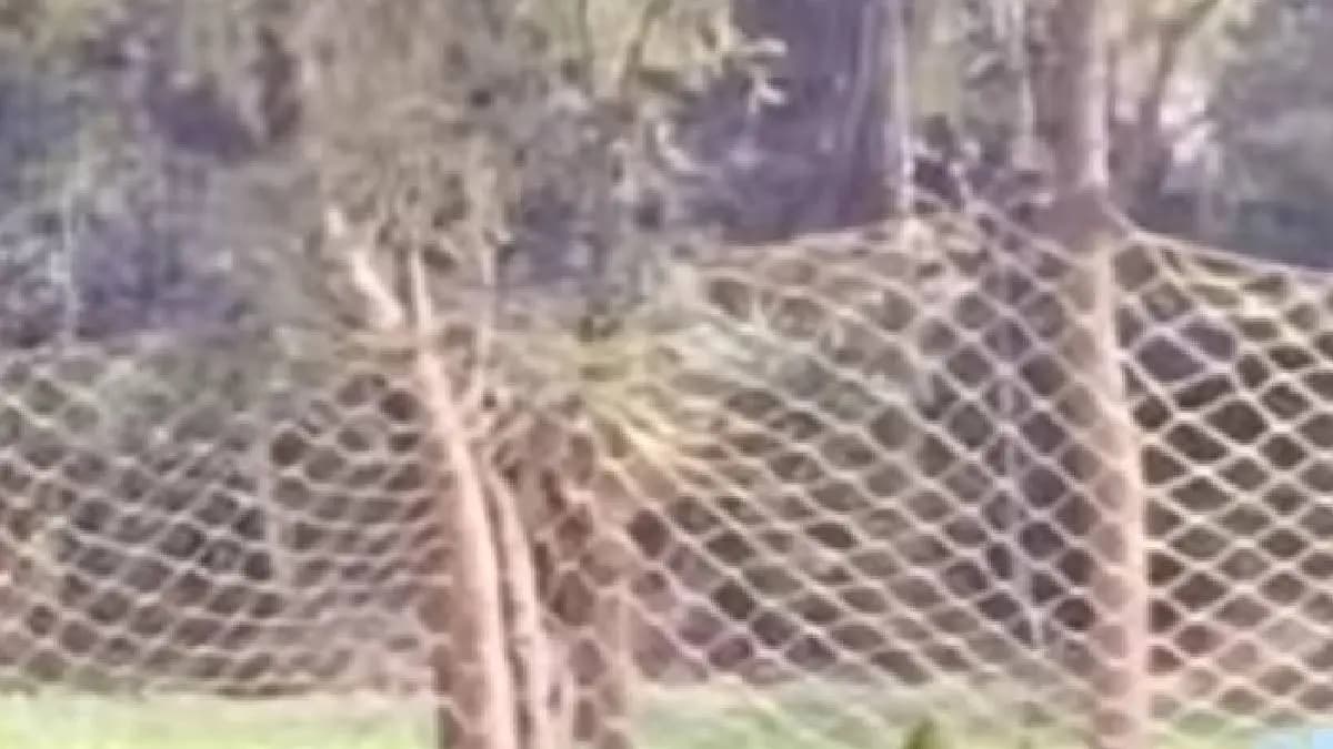 In addition to Zeenat elephants have additional headaches alert forest department gnr