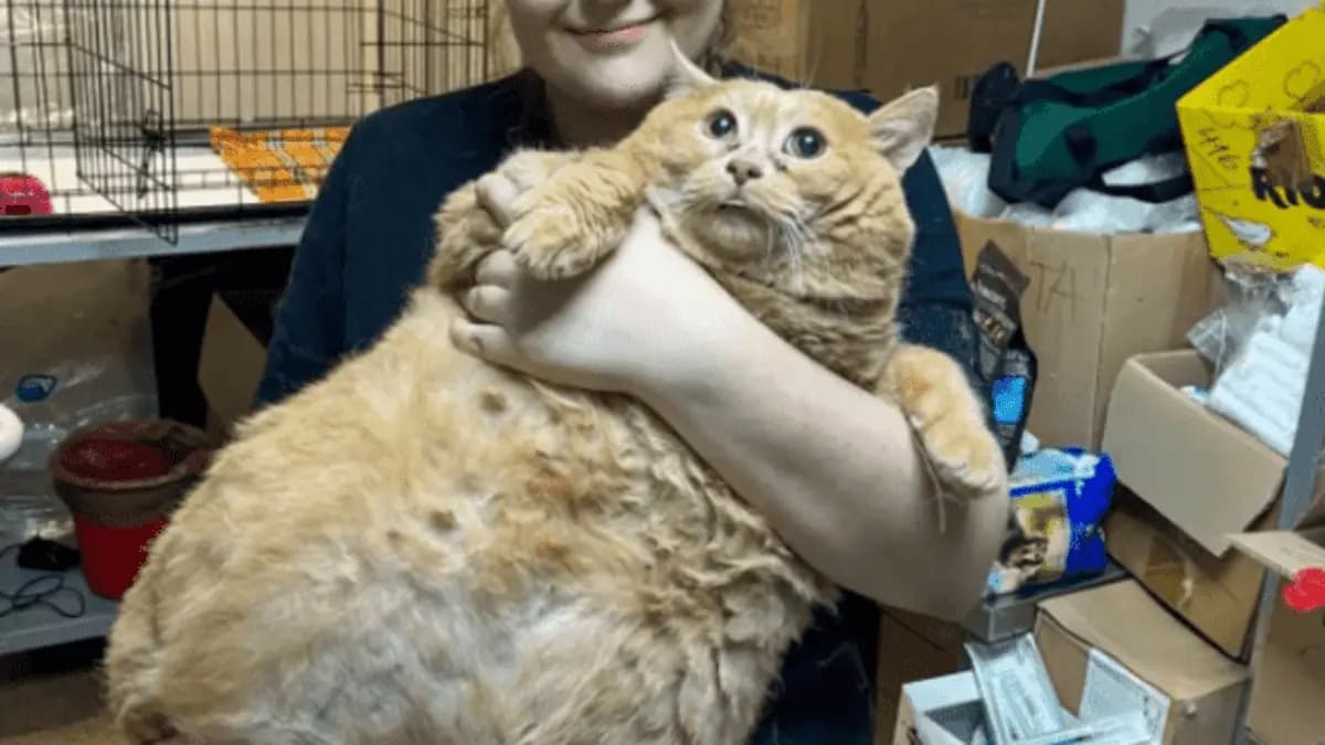 Worlds Fattest Cat Crumbs Dies Weeks After Joining Fat Camp gnr