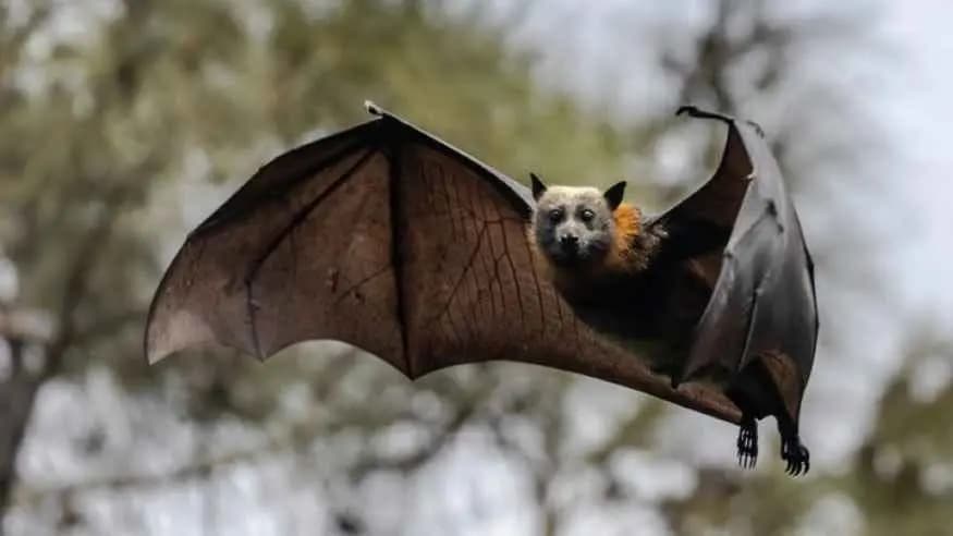 Two US Men Die After Using Bat Poop As Fertlizer To Grow Marijuana gnr 