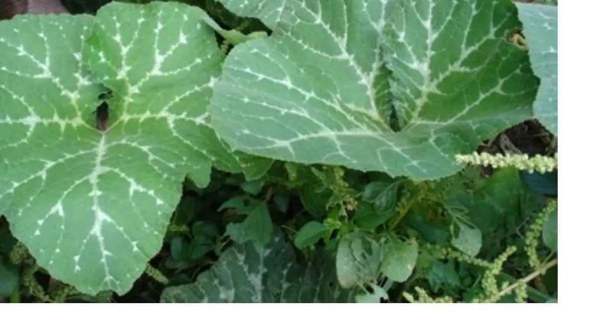 pumpkin leaves helps to control cholesterol and sugar level also maintains aging signs lif