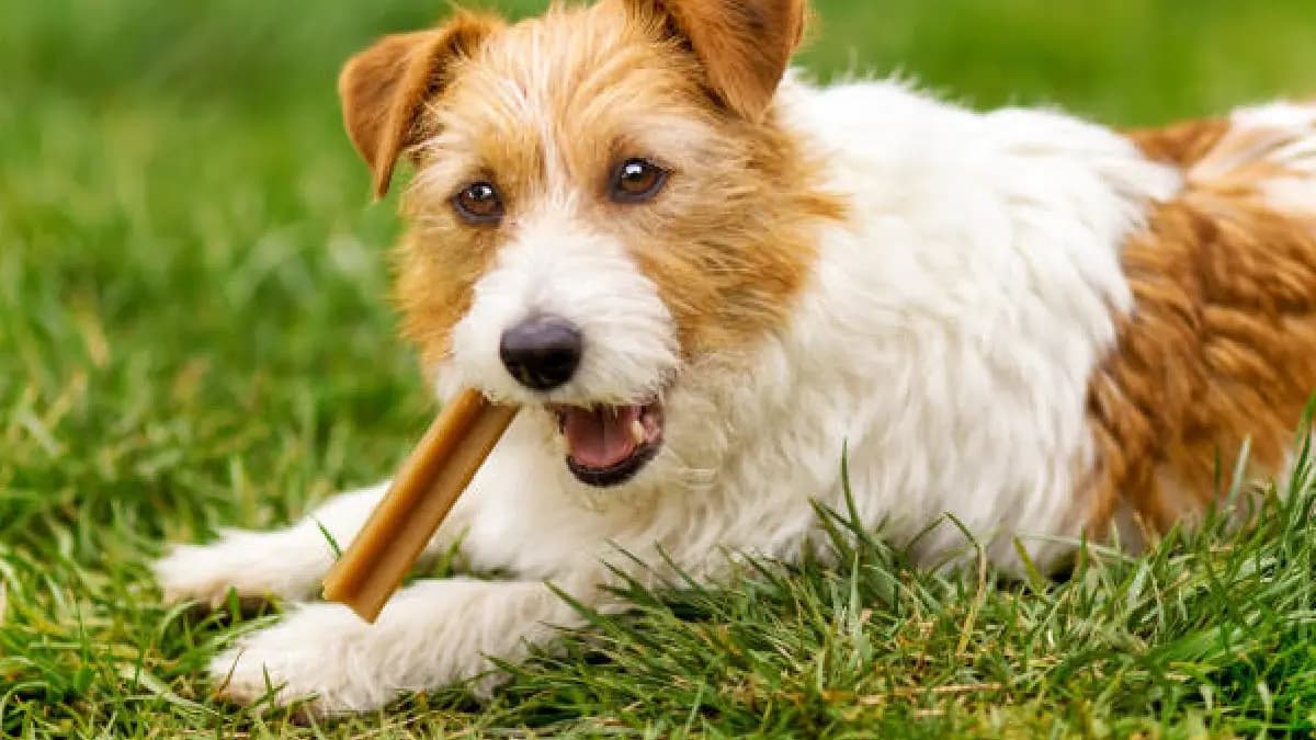 Made-In-China Dog Chews Linked To Werewolf Syndrome know details gnr 