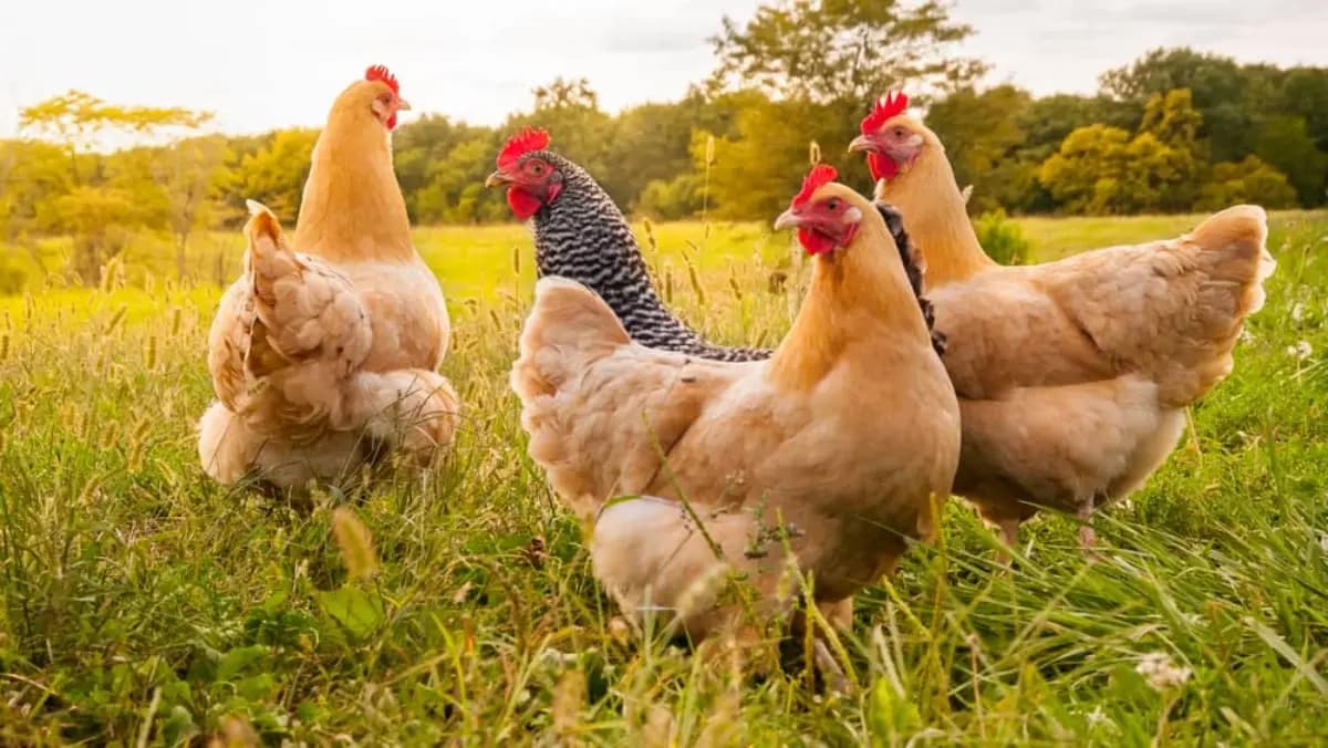 Chicken price skyrocketed in Pakistan