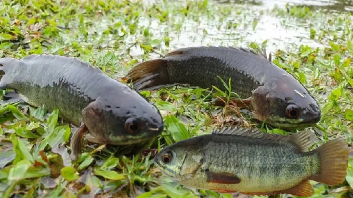 Youth dies after fish gets stuck in throat while fishing at Kerala 
