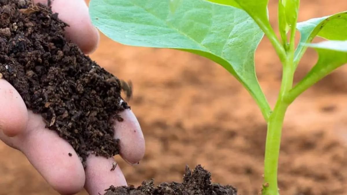By using all these home made natural fertilizers can prevent insects from your balcony garden trees and make them greenary always lif