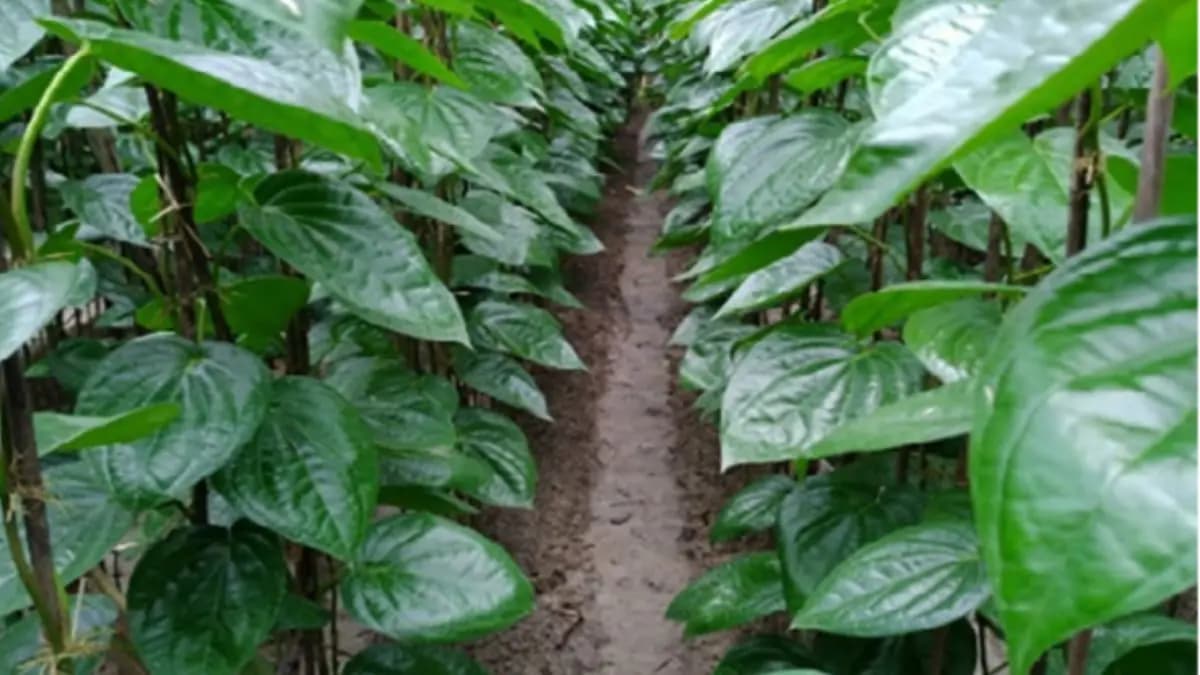 Betel leaves improve sex desire prevents constipation and also helps to maintain good gut health lif