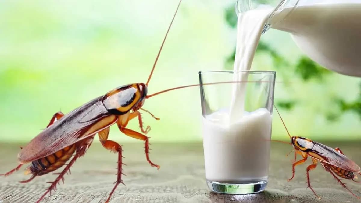 Is cockroach milk more nutritious than cow milk find here gnr 