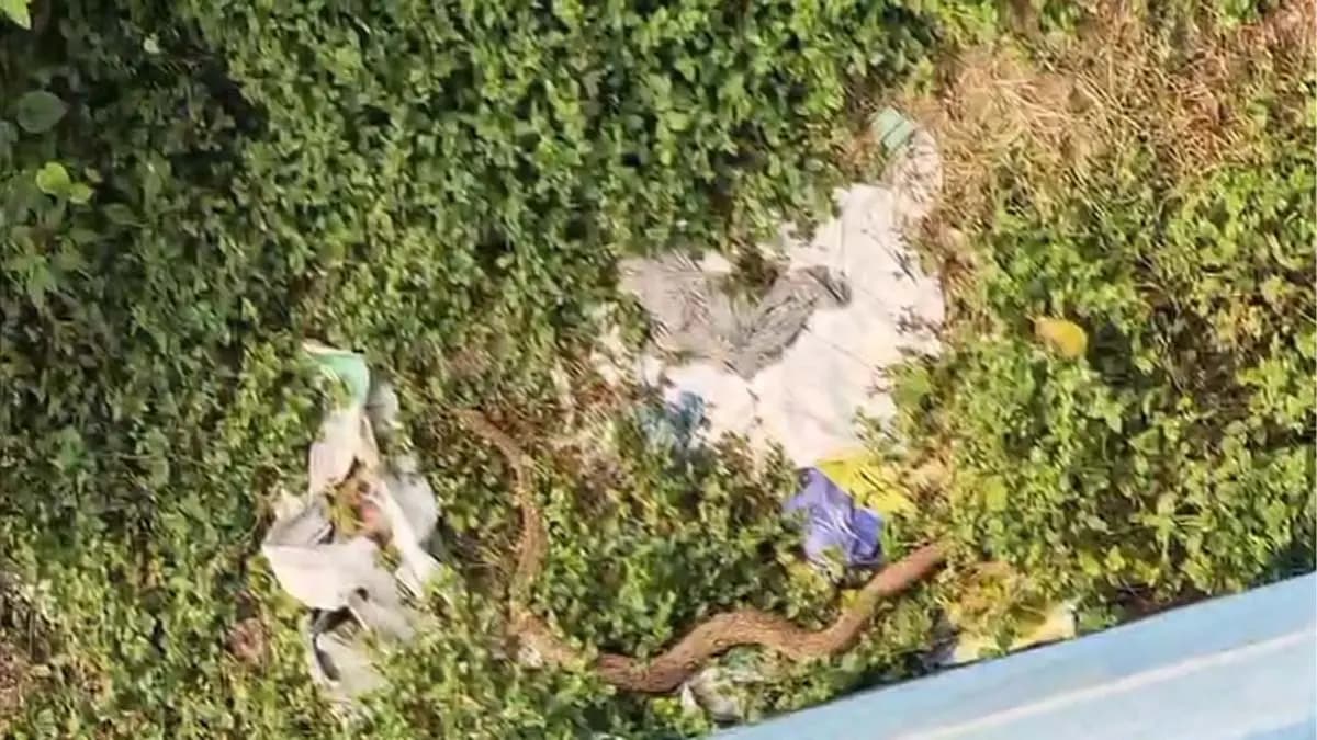 Panic Strikes Murshidabad as Giant Russell Viper Spotted gnr