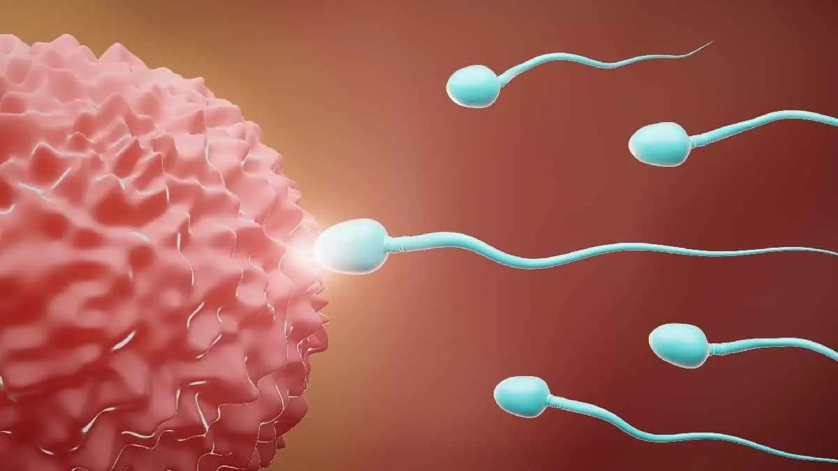 Plastic create Big problem in Human egg and Sperm fluids