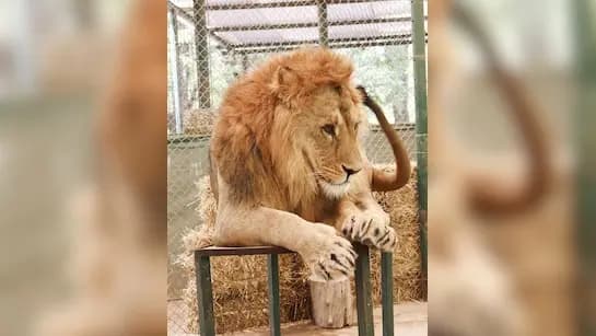 Pakistani Man Enters Lions Cage For TikTok Video He Was Mauled gnr 