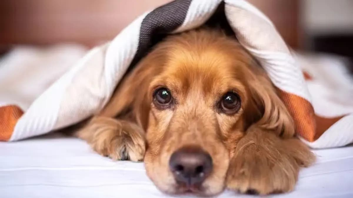 How to take care of your pets in winter lif
