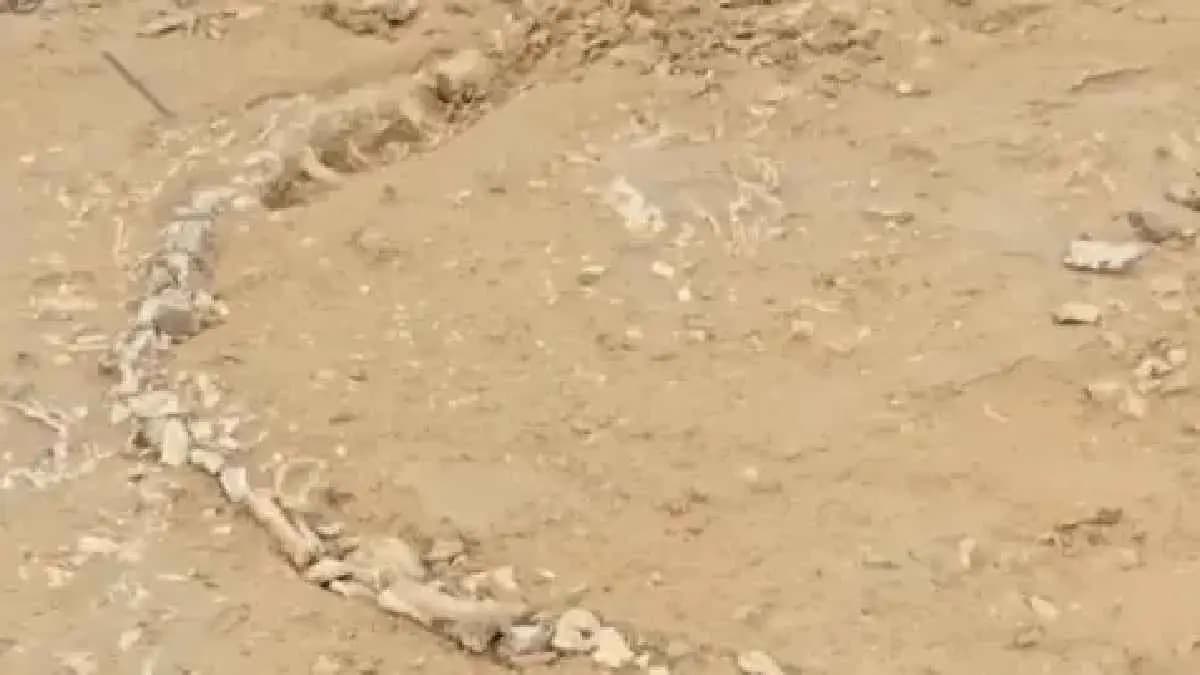 India s first 20 crore year old Dinosaur Fossil unearthed in Jaisalmer
