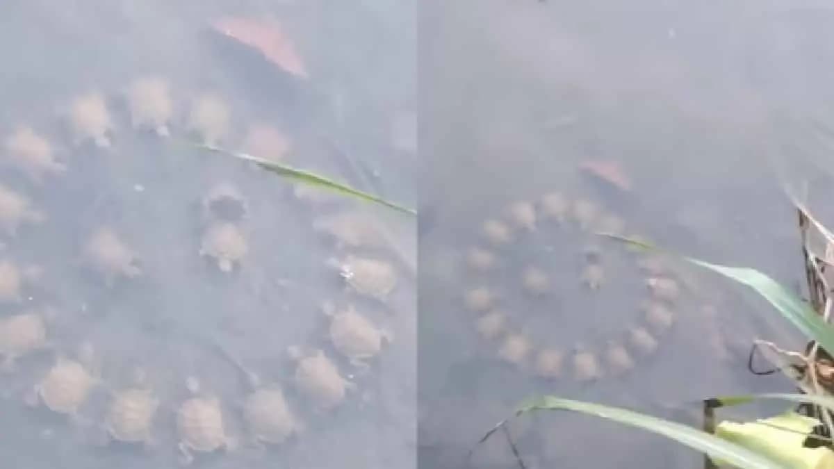 Turtles hold roundtable meeting in lake goes Viral