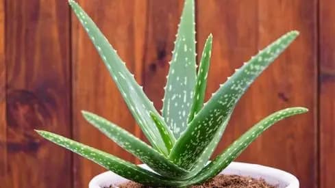 Aloe Vera Side effects know who shouls avoid it