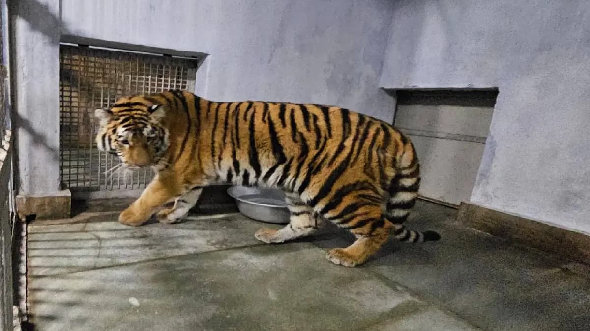 Tigress rika prefers to isolate itself on 25 december