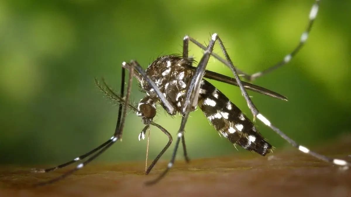Why do mosquitoes bite certain people more than others know the actual reason