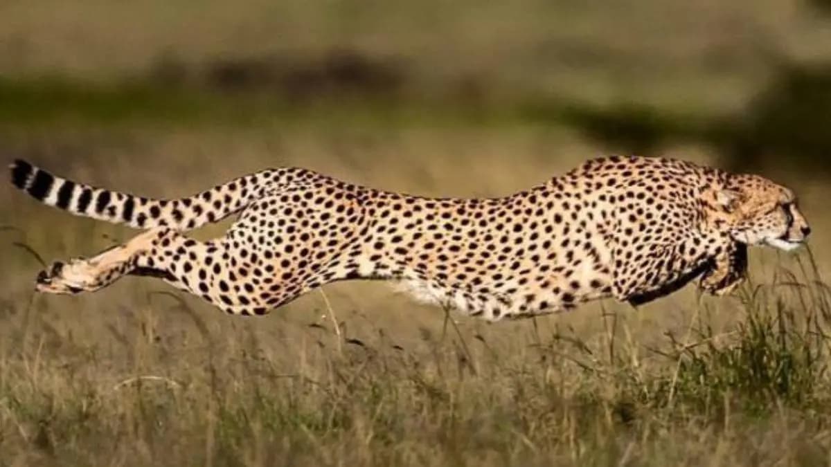 Kuno national park two cheetahs off to their new home
