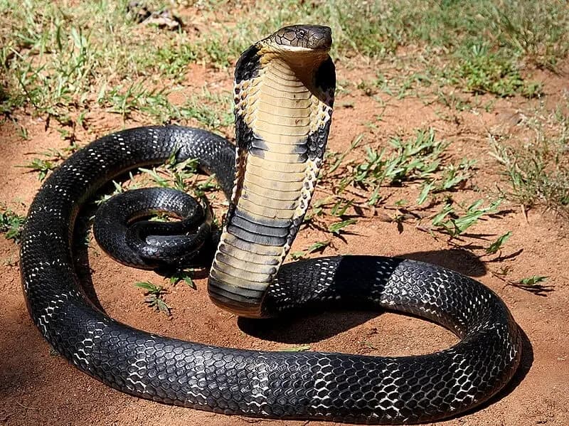 Who is the smartest snake in the world_gnr