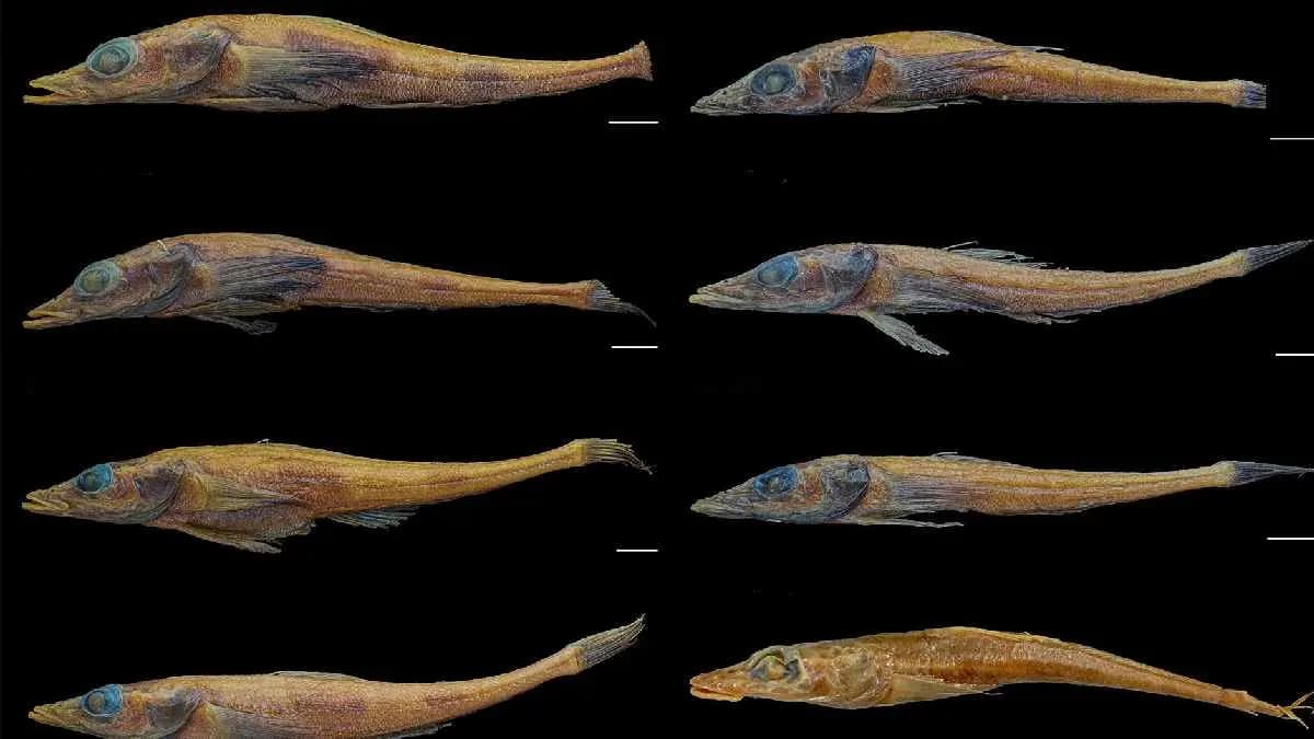 New species of dragonfish has surfaced from the chilly waters of western Antarctic Peninsula