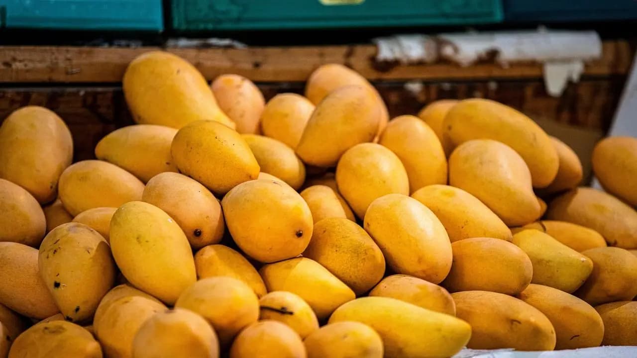 mango, eating habits