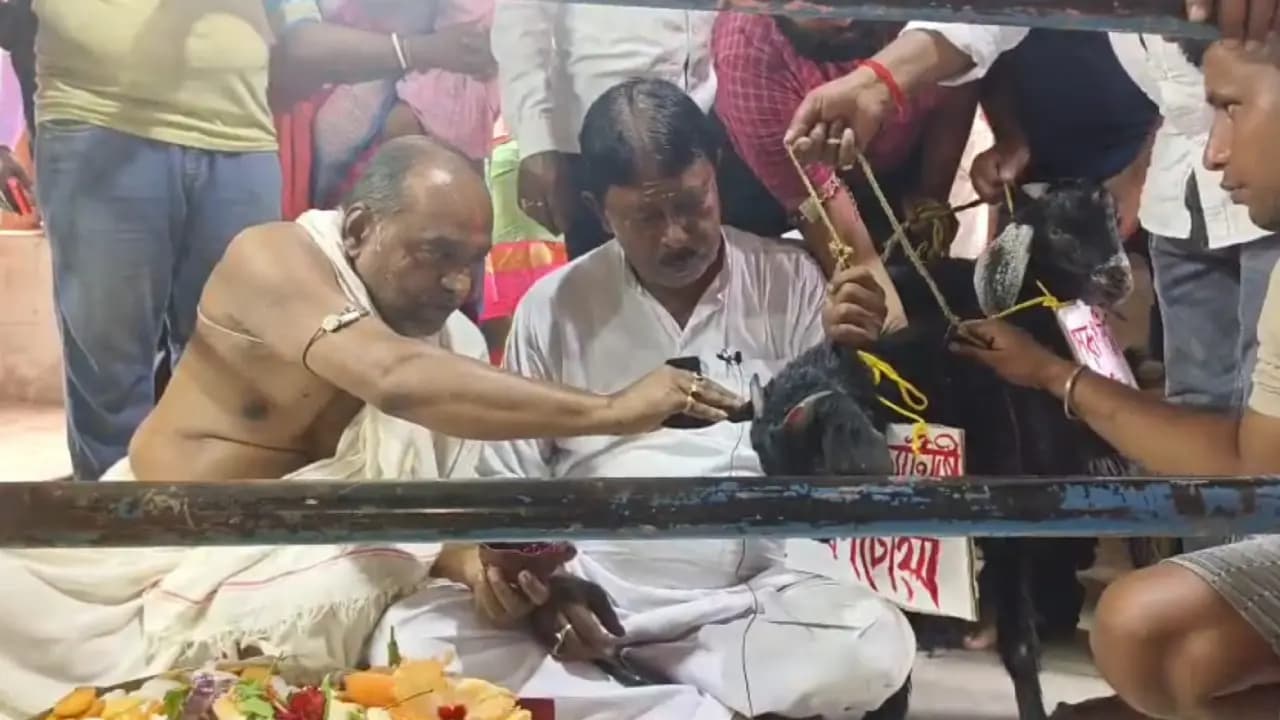Former TMC MLA offered live goat after Aroop Biswas and TMC lost the assembly election 2026