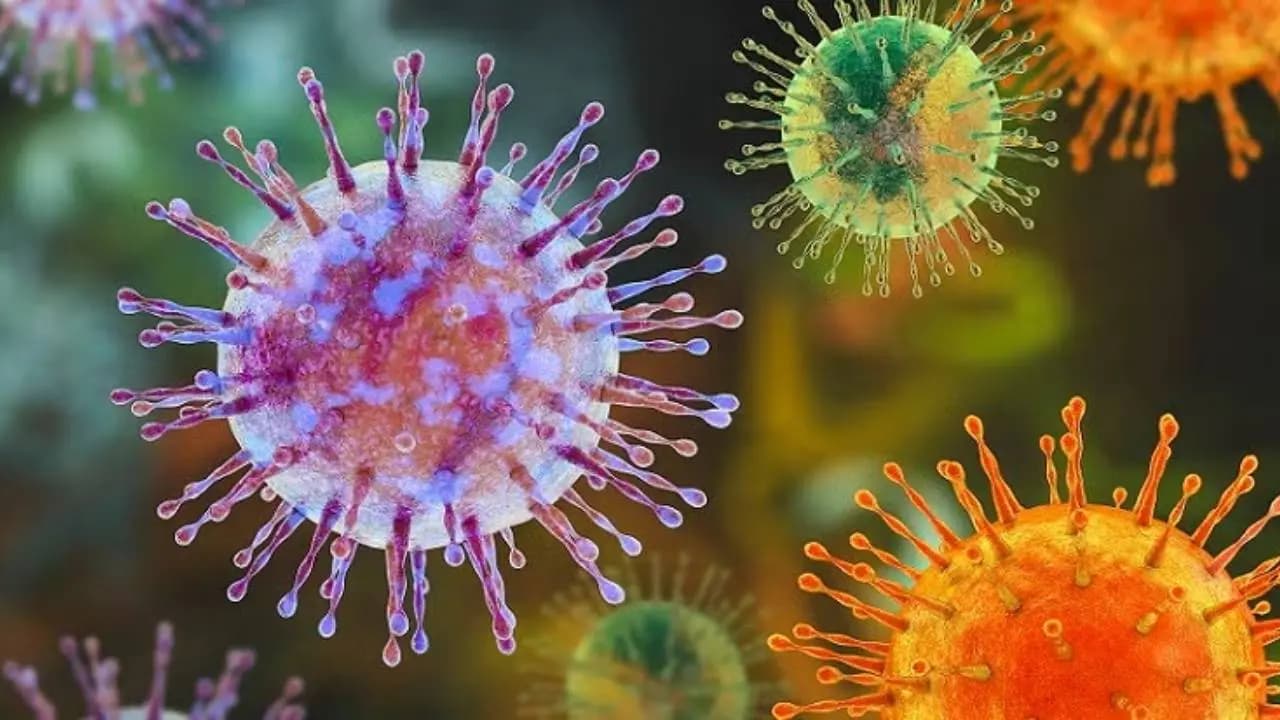 Hantavirus Warning