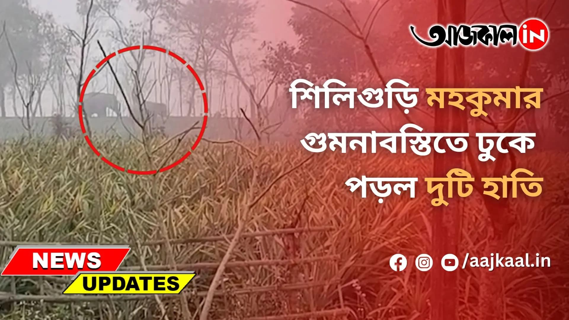  শিলিগুড়ি মহকুমার গুমনাবস্তিতে ঢুকে পড়ল দুটি হাতি
