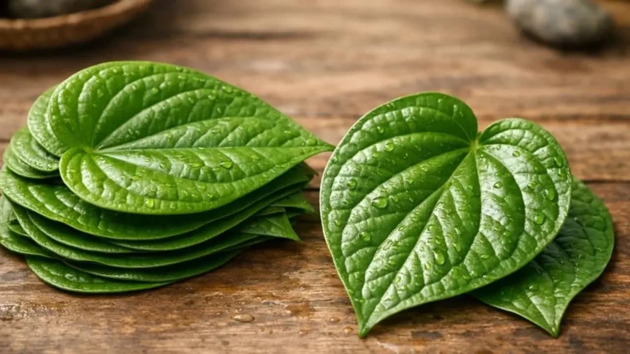  Betel Leaf