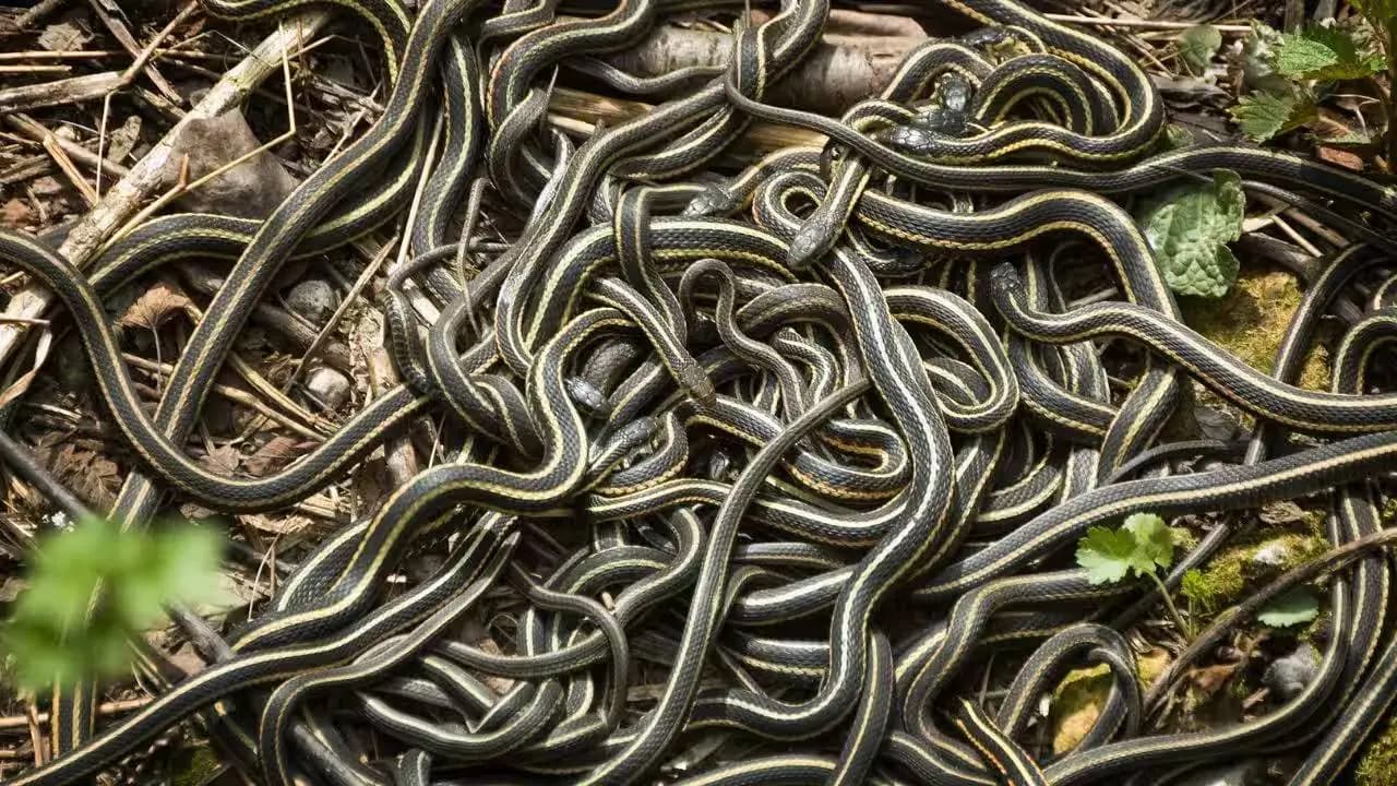 Manitoba of Canada is the honeymoon spot for snakes 