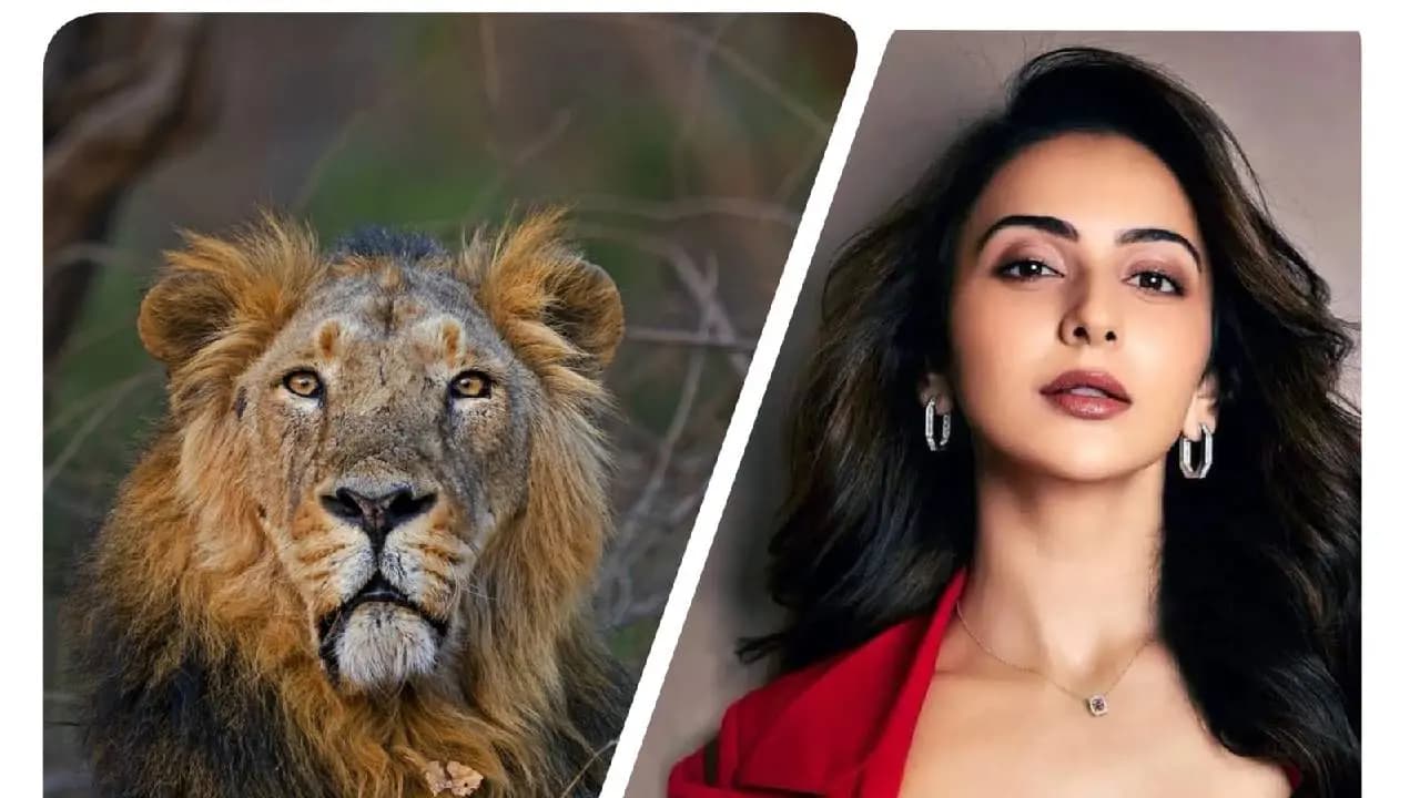 Authorities Issue Clarification On Rakul Preet Singh Gir Safari Controversy