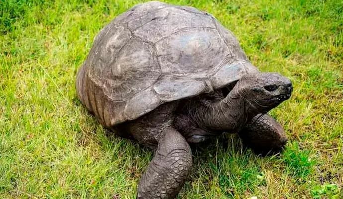 Tortoise Jonathan celebrate 191 years Birthday