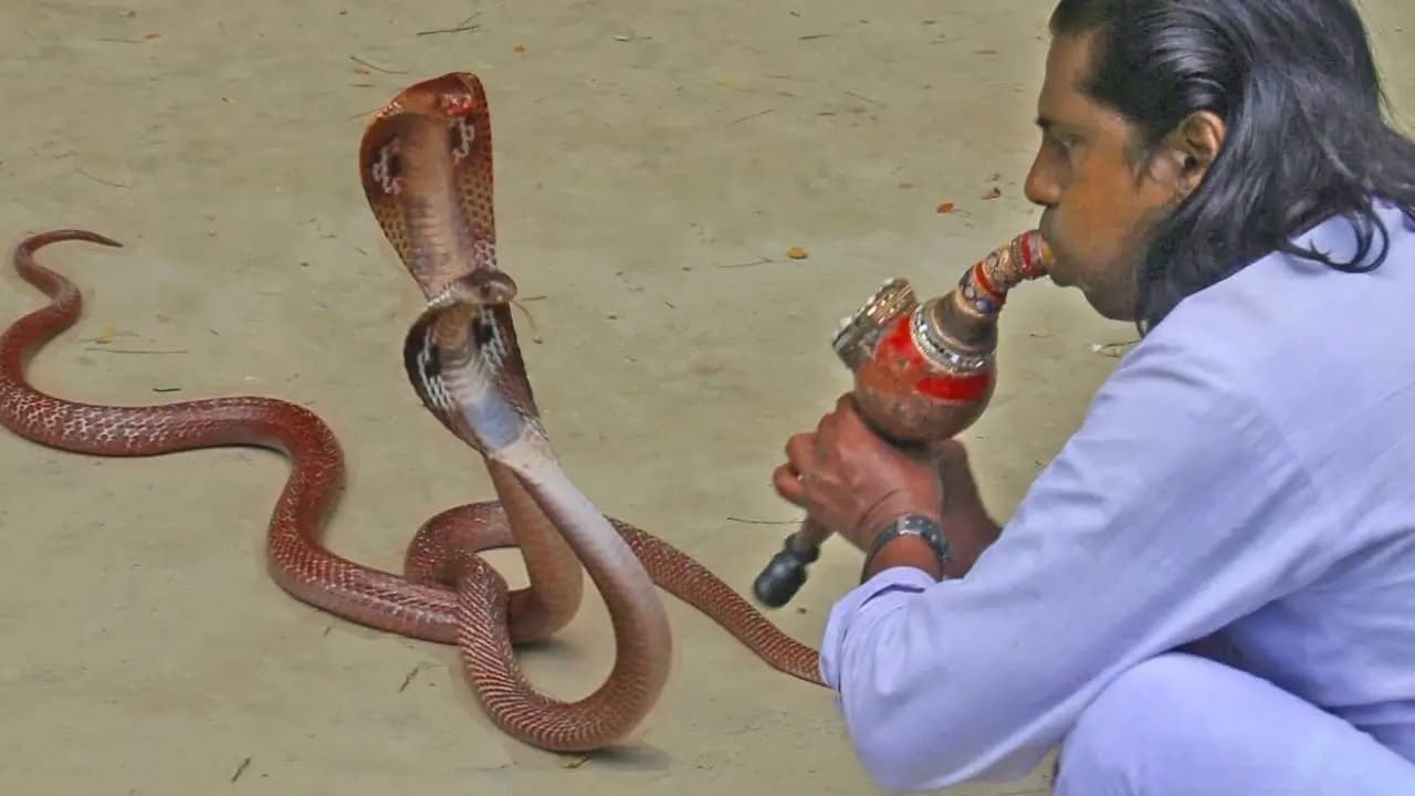 Snakes and Flute Music: The Scientific Truth Behind Why Cobras Sway to Snake Charmers