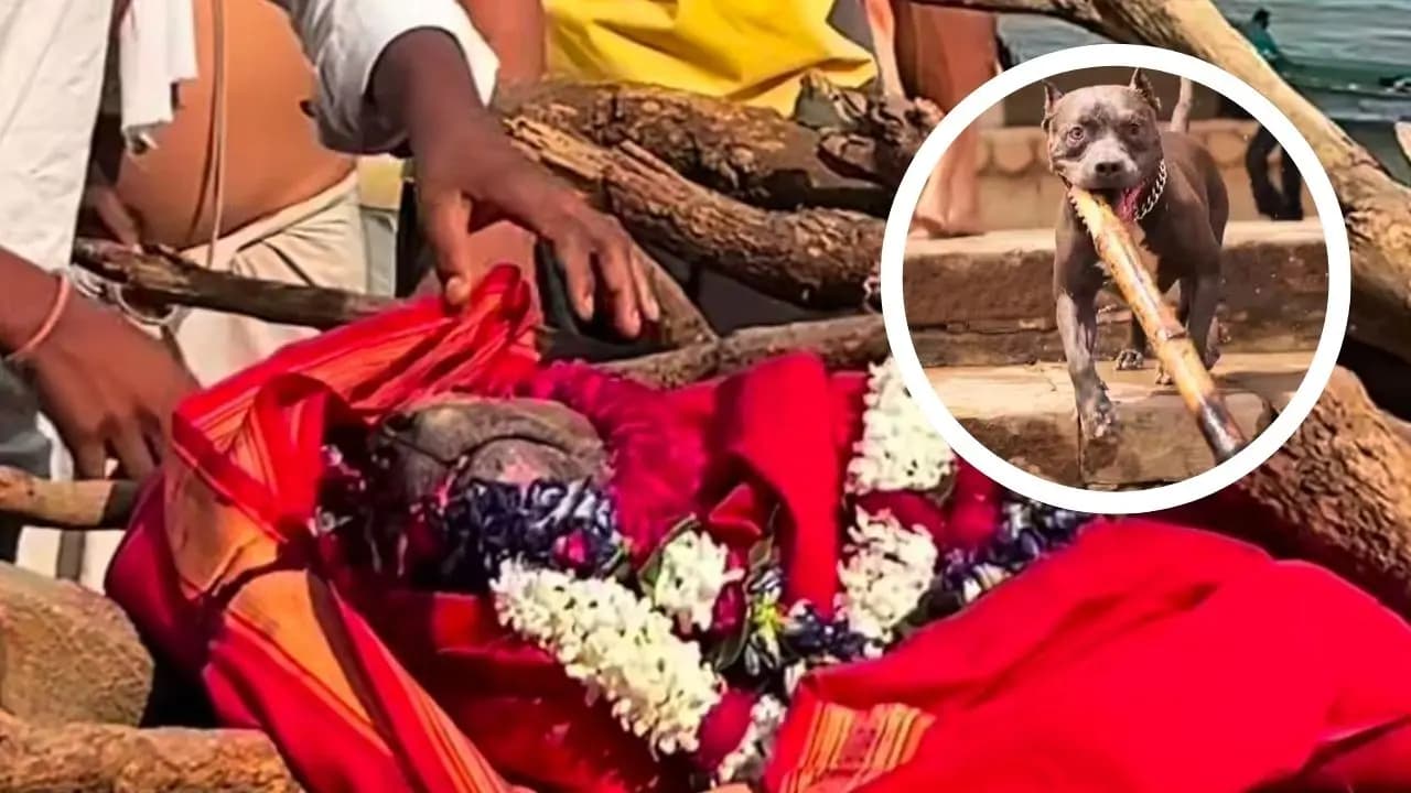 Viral news bhadra a dog was cremated in Varanasi's manikarnika ghat who was he