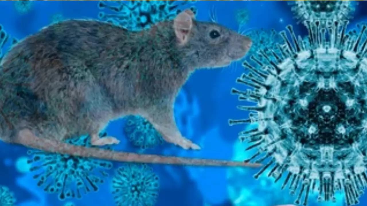 Is Hantavirus as dangerous as Covid? Can Hantavirus spread between humans?