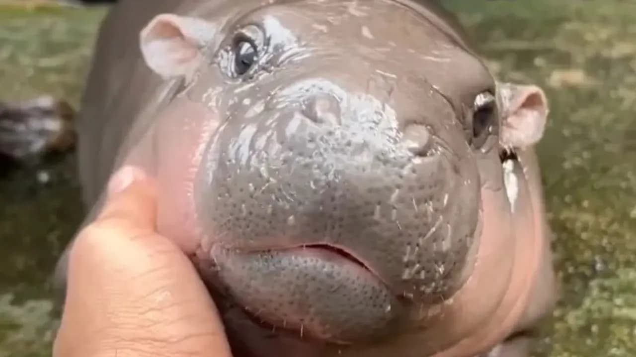 Wife says she can sleep with a hippo but with her husband in uk