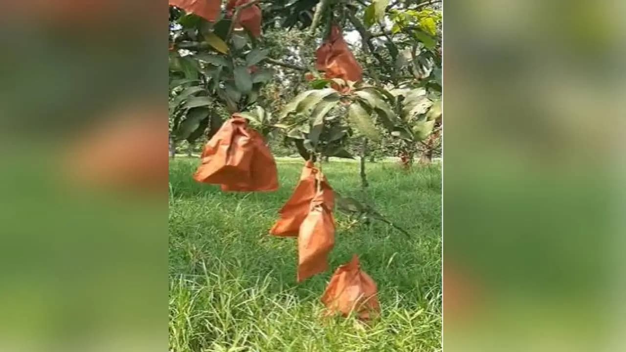 Farmers are employing new methods to obtain healthy mangoes 